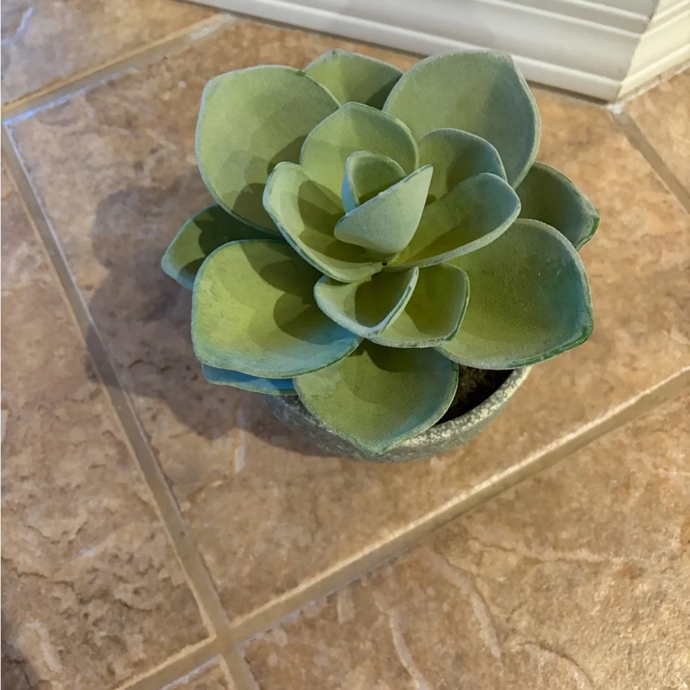 Pottery Barn Atlantis Faux Succulent in Bowl, Like New